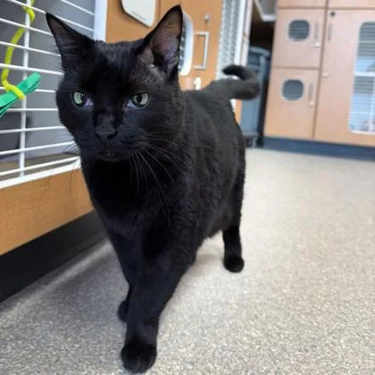 A senior small-sized male Domestic Short Hair cat named Billy for adoption in Wheaton, IL