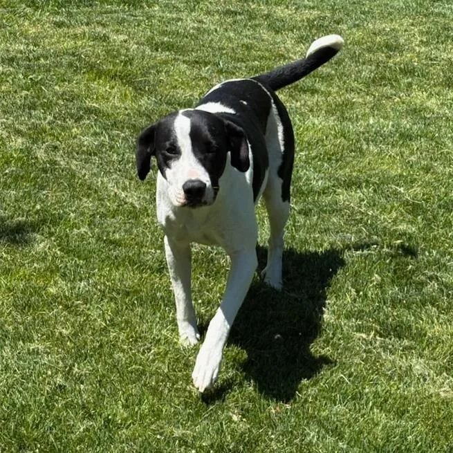 An adult medium-sized female Black Mixed Breed dog named Moo for adoption in Medford, OR