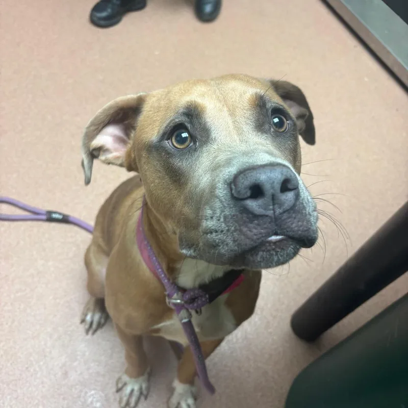A young medium-sized female Brown / Chocolate Mixed Breed dog named Darla for adoption in Columbus, GA