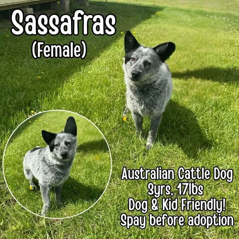An adult small-sized female Australian Cattle Dog / Blue Heeler dog named Sassafras for adoption in Westwood, NJ