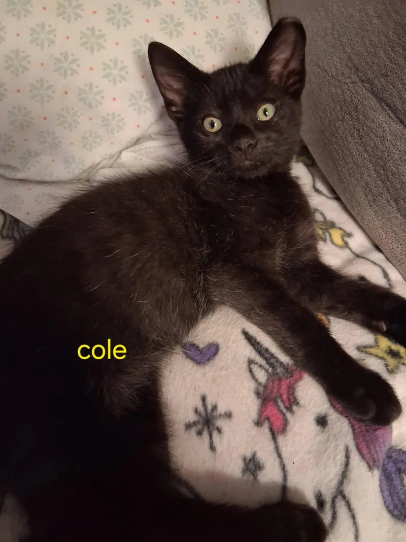 A baby medium-sized male Black Domestic Short Hair cat named Cole for adoption in Independence, OH