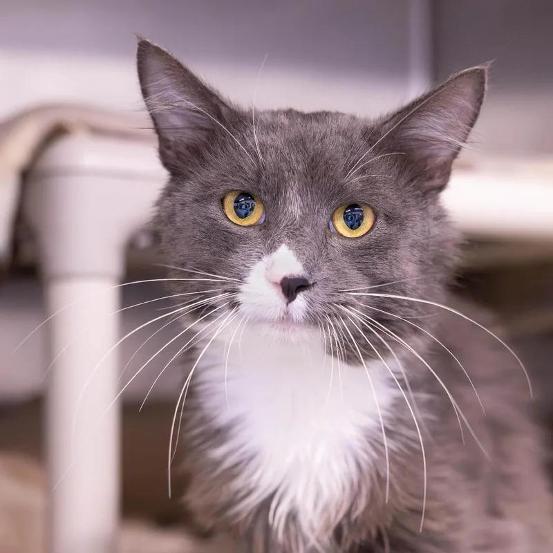A senior large-sized male Gray / Blue / Silver Domestic Medium Hair cat named Douglas for adoption in Mentor, OH