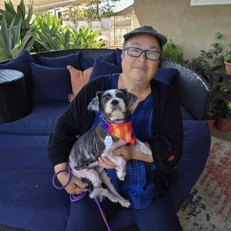 A senior small-sized male Black Shih Tzu dog named Mash for adoption in Ramona, CA