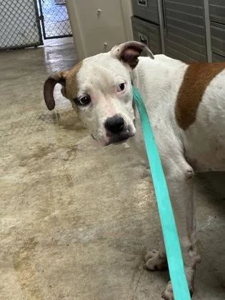 An adult medium-sized male Pit Bull Terrier dog named Pancake for adoption in Gainesville, FL