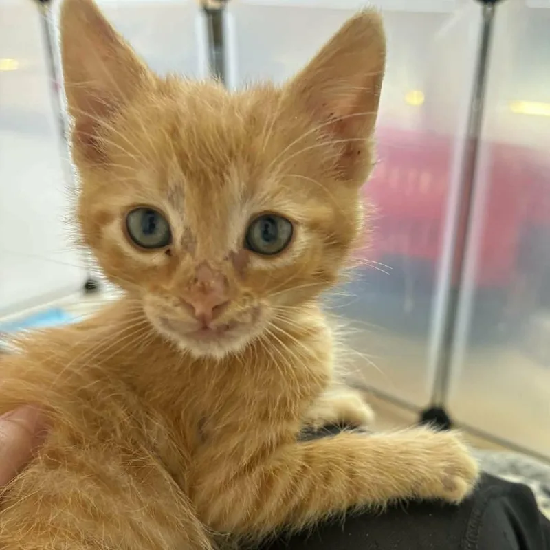 A baby small-sized male Orange / Red Domestic Short Hair cat named Carrot for adoption in Las Cruces, NM