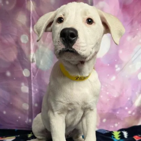 A baby small-sized female White / Cream Pit Bull Terrier dog named Boo for adoption in Fort Collins, CO