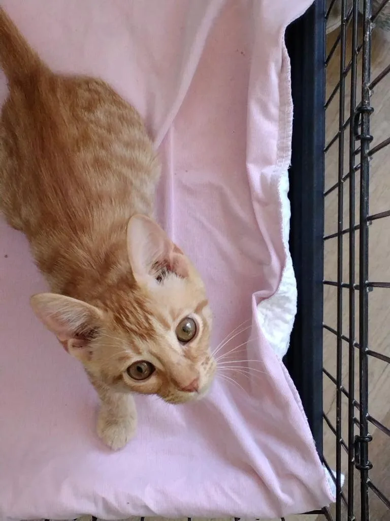 A baby medium-sized male Domestic Short Hair cat named Ginger for adoption in Richland Hills, TX