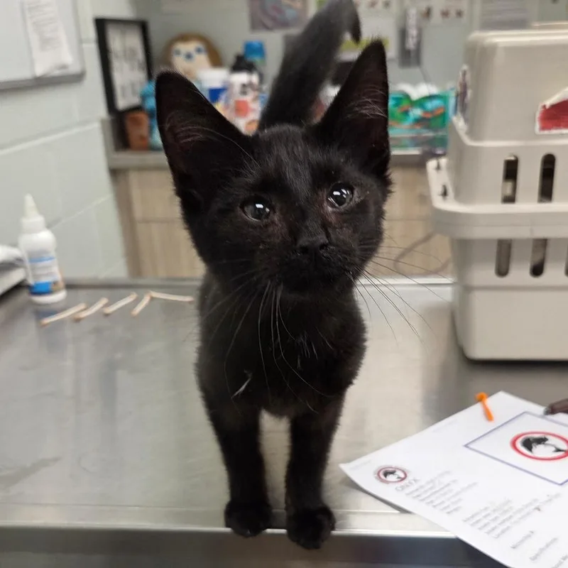 A baby small-sized male Black Domestic Short Hair cat named Onyx for adoption in Chattanooga, TN
