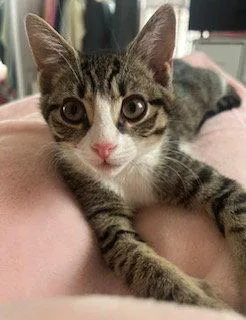Rascal