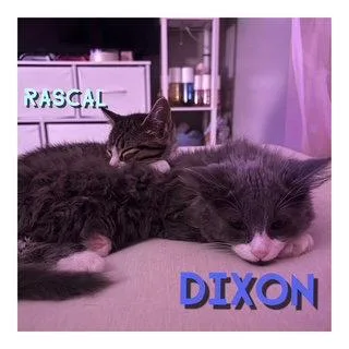 Rascal thumbnail 3