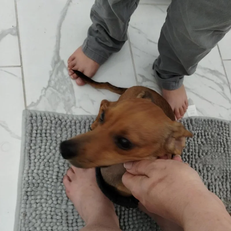 Maximus