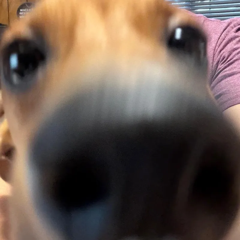 Maximus thumbnail 6