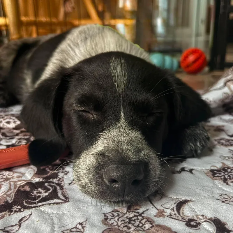 A baby medium-sized male Black Spaniel dog named Rocky for adoption in Rochester, NY