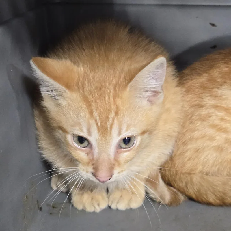 A baby small-sized male Orange / Red Domestic Short Hair cat named Benny for adoption in Newark, NJ