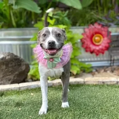 A young medium-sized female Pit Bull Terrier dog named Butterscotch for adoption in Southport, CT