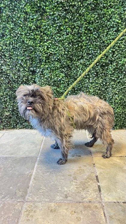 A young small-sized male Brown / Chocolate Mixed Breed dog named 61030535 for adoption in El Paso, TX