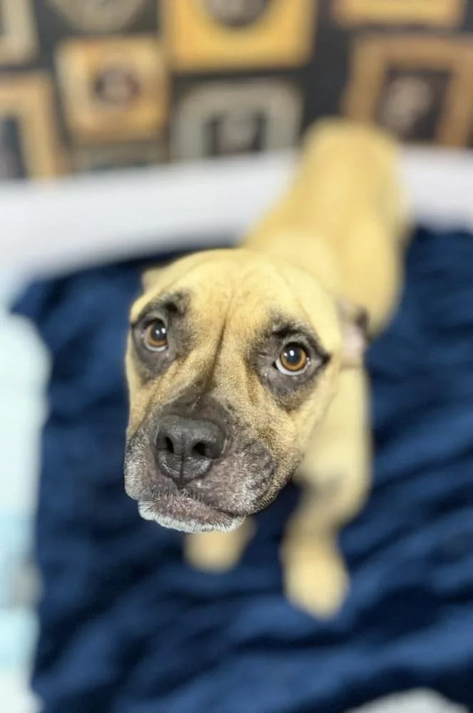 An adult medium-sized female Brown / Chocolate American Bully dog named Rosie for adoption in ventura, CA