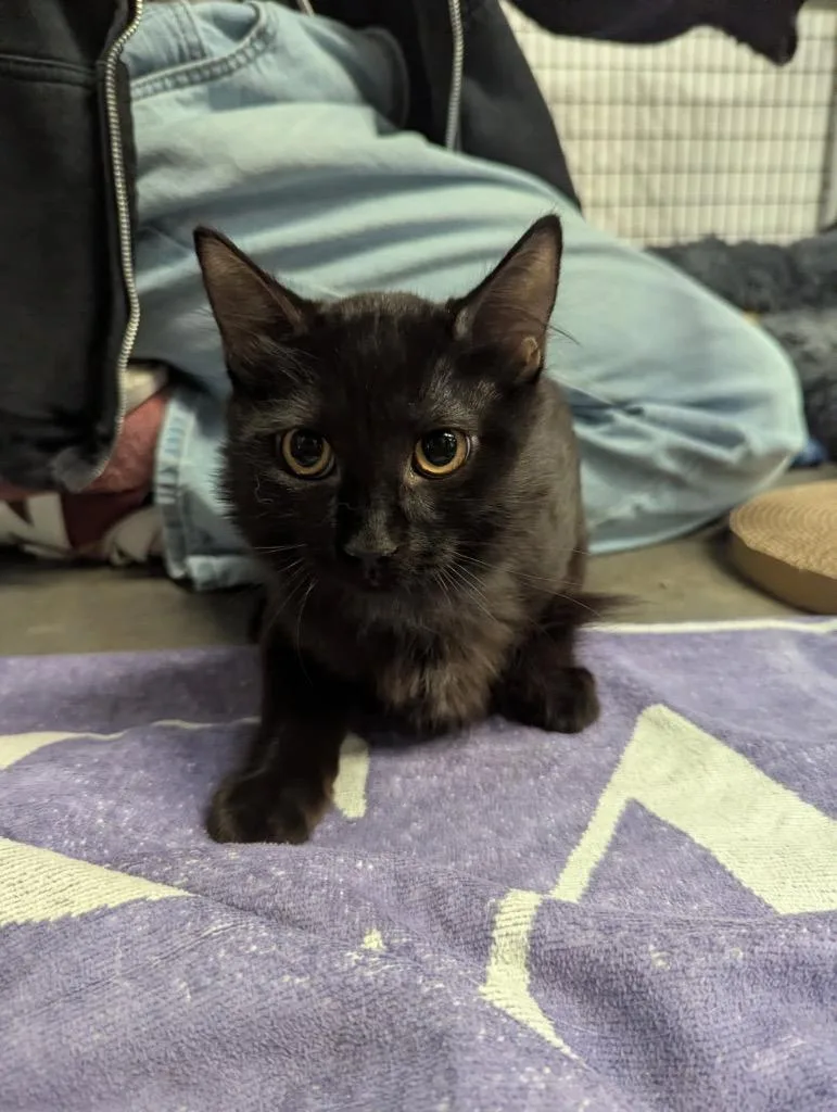 A baby medium-sized male Domestic Short Hair cat named Kyall for adoption in Raleigh, NC