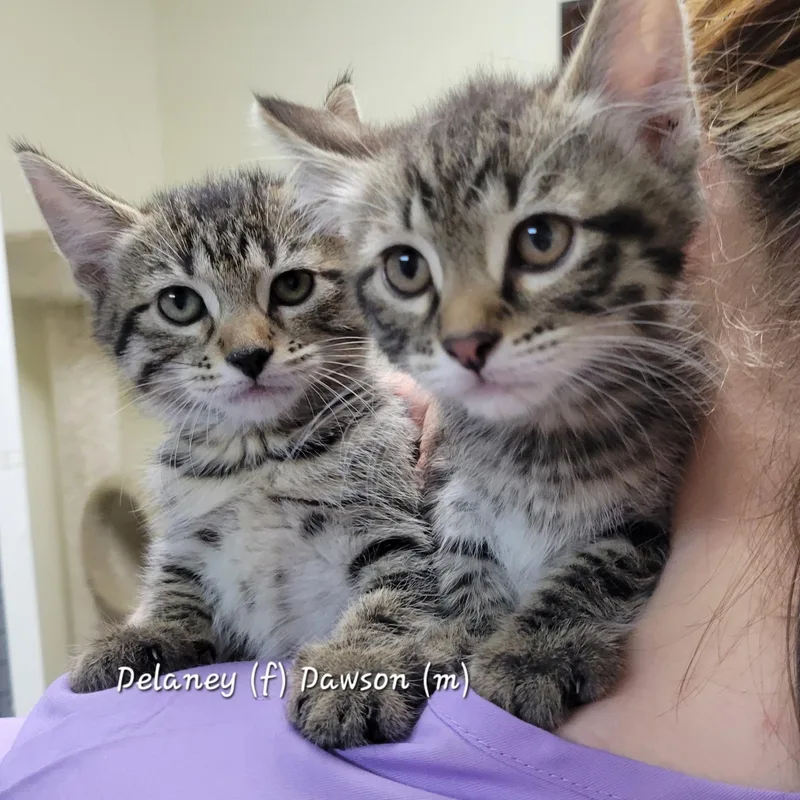 A baby medium-sized male Brown / Chocolate Tabby cat named Dawson for adoption in Mazon, IL