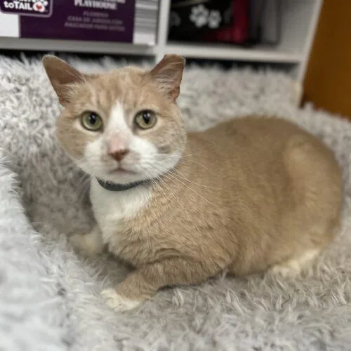 An adult large-sized male Domestic Short Hair cat named Booster for adoption in Tipp City, OH