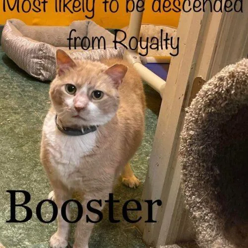 Booster thumbnail 5