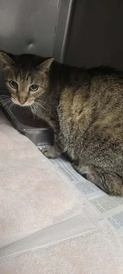 An adult small-sized female Domestic Short Hair cat named Rosario for adoption in Chatsworth, CA