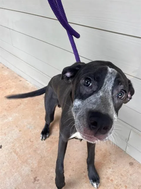 A young medium-sized male Pointer dog named Alvin for adoption in Charlotte, NC