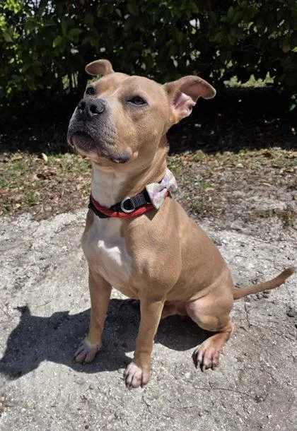 A young medium-sized male Pit Bull Terrier dog named Snickers for adoption in Palm Coast, FL