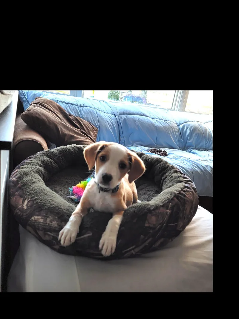 A baby medium-sized male Beagle dog named Andy Leon for adoption in Berwick, PA