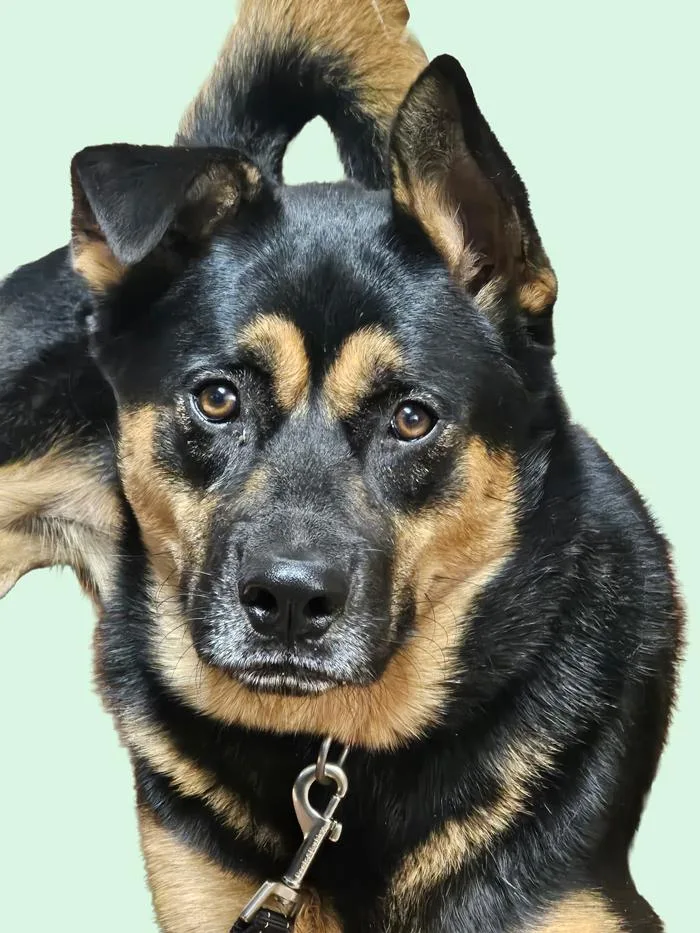 A young medium-sized female German Shepherd Dog named Nicks for adoption in Fuquay Varina, NC