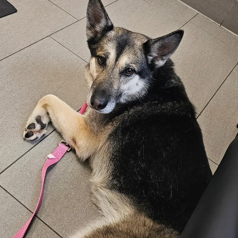 A young medium-sized female Black German Shepherd Dog dog named Lady for adoption in Brea, CA