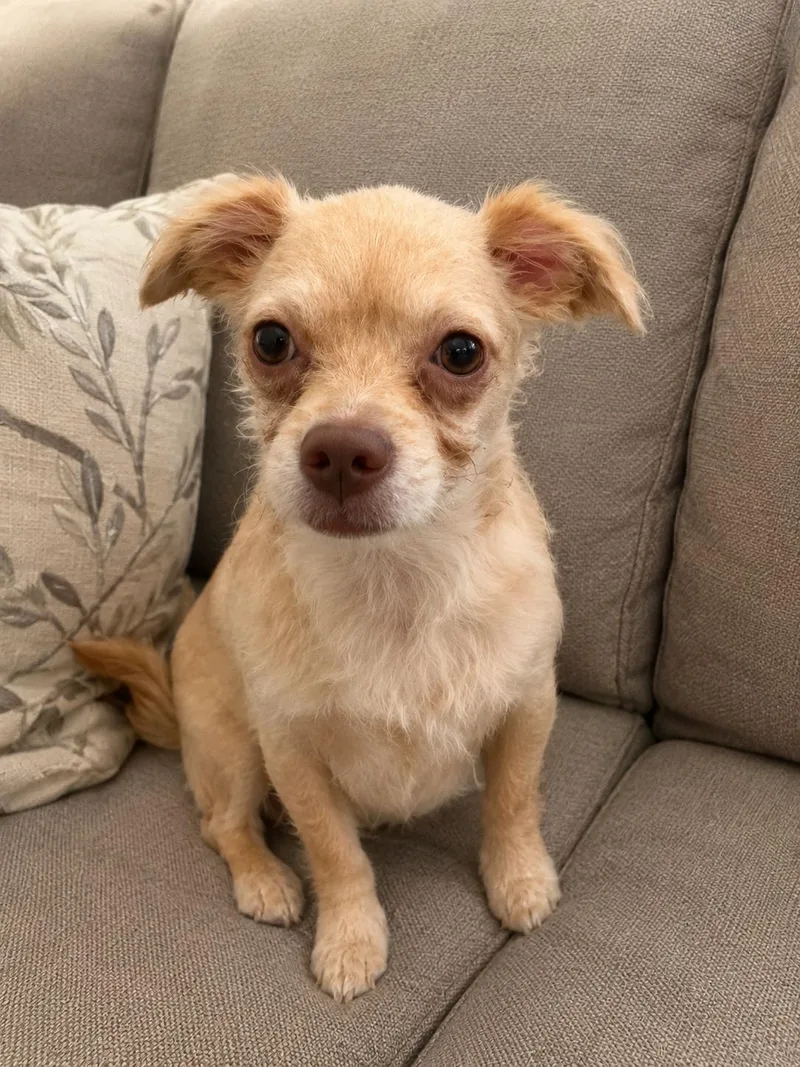 A baby small-sized female Terrier dog named Mabel for adoption in Liverpool, TX