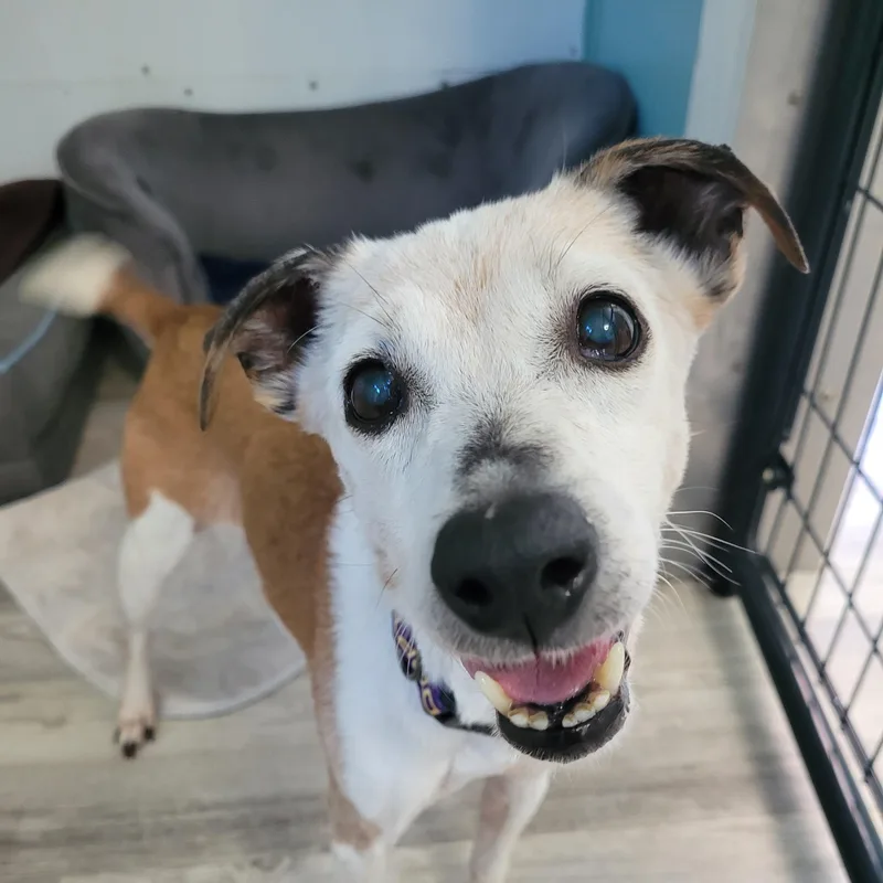 A senior small-sized female Brown / Chocolate Rat Terrier dog named Penny for adoption in Sequim, WA