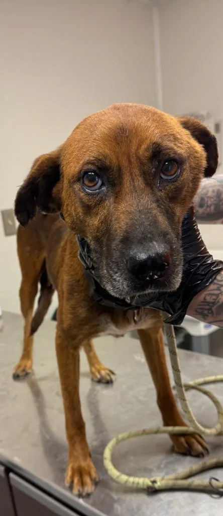 An adult medium-sized female Mixed Breed dog named Molly for adoption in Greencastle, IN