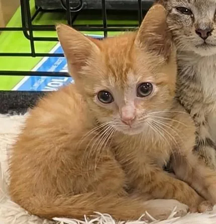 A baby medium-sized male Domestic Short Hair cat named Sherbert for adoption in Florence, SC