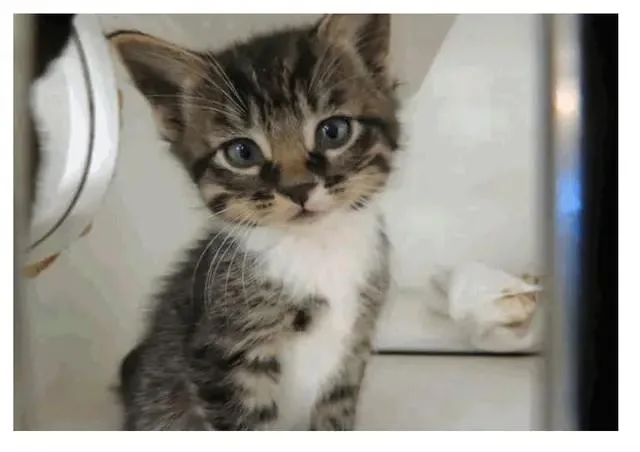 A baby small-sized male Tabby (Brown / Chocolate) Domestic Short Hair cat named Lettuce for adoption in Tulsa, OK