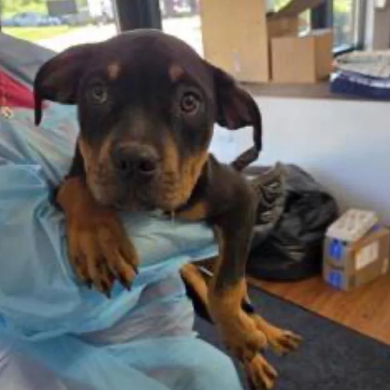 A baby medium-sized female Brown / Chocolate Mixed Breed dog named Riley for adoption in Springboro, OH