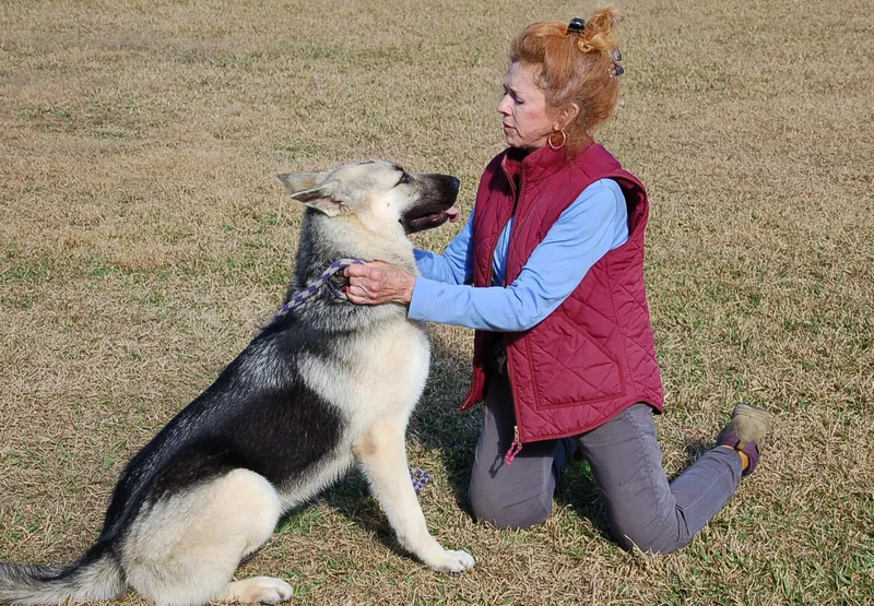 A young large-sized male German Shepherd Dog dog named Dancer for adoption in Preston, CT