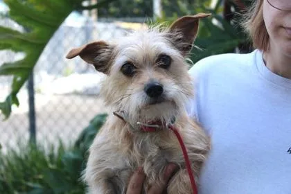 An adult small-sized female Terrier dog named Cindy Lou for adoption in Brunswick, GA