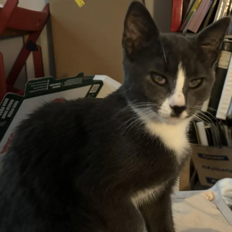 Curly Fry thumbnail 2