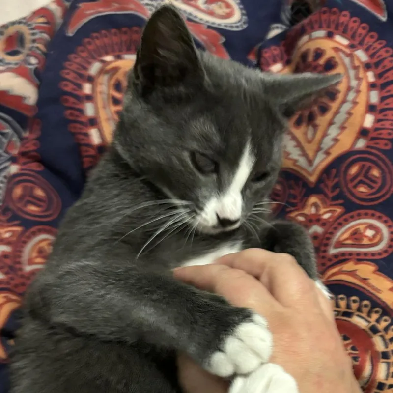 Curly Fry thumbnail 3