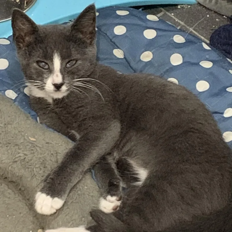 Curly Fry thumbnail 4