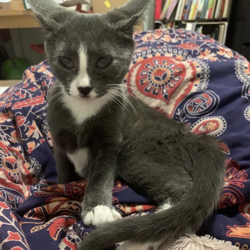 Curly Fry thumbnail 5