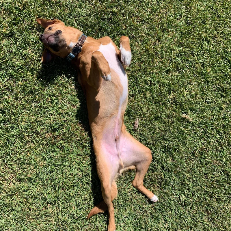 Super Cooper thumbnail 4