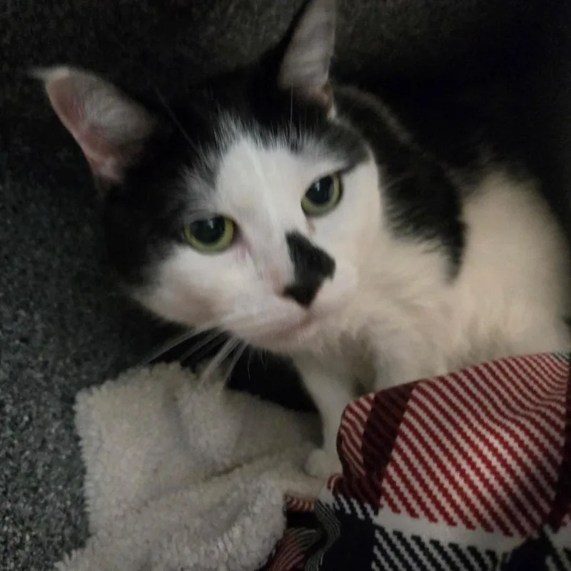 A senior medium-sized male Black Domestic Short Hair cat named Louie for adoption in Birdsboro, PA