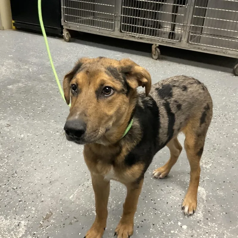 A young medium-sized male Brown / Chocolate Catahoula Leopard Dog named Sam Elliot for adoption in St Joseph, MO