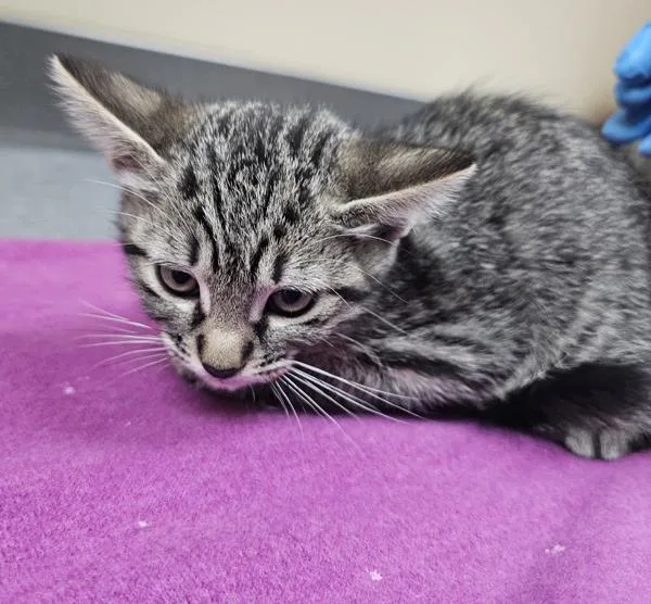 A baby small-sized male Domestic Short Hair cat named Crunchwrap Supreme for adoption in Kennewick, WA