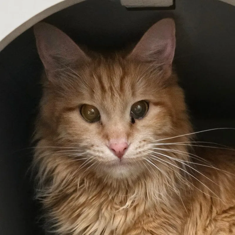 A young medium-sized female Orange / Red Domestic Short Hair cat named Sally for adoption in Reno, NV