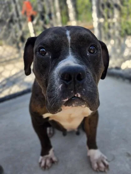An adult medium-sized female Pit Bull Terrier dog named Snazz Berry for adoption in Atlanta, GA