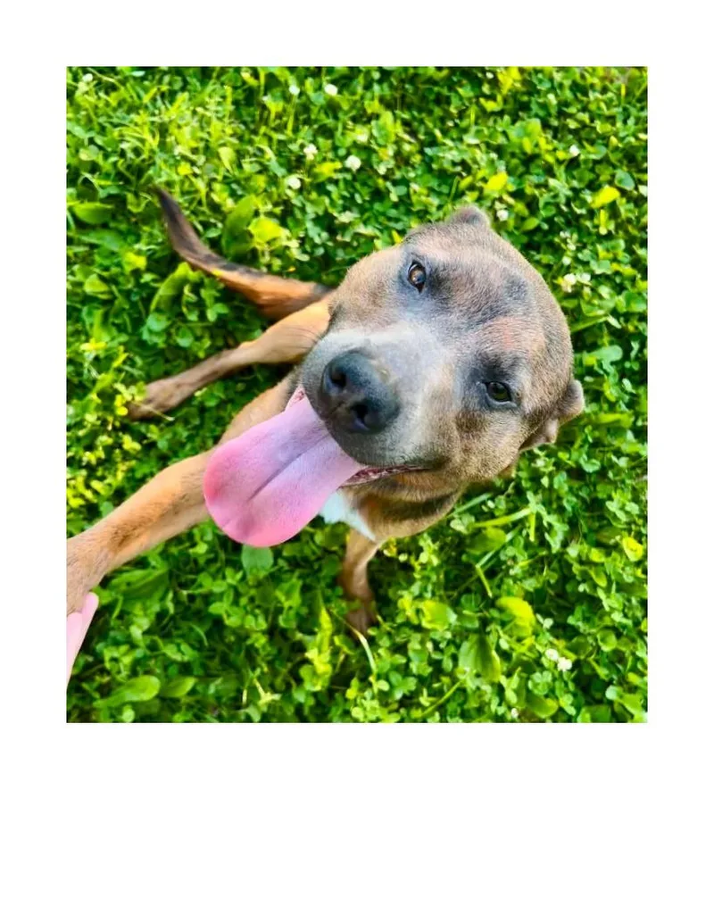 An adult medium-sized female Brown / Chocolate Shepherd dog named Malla for adoption in Lawrenceburg, KY
